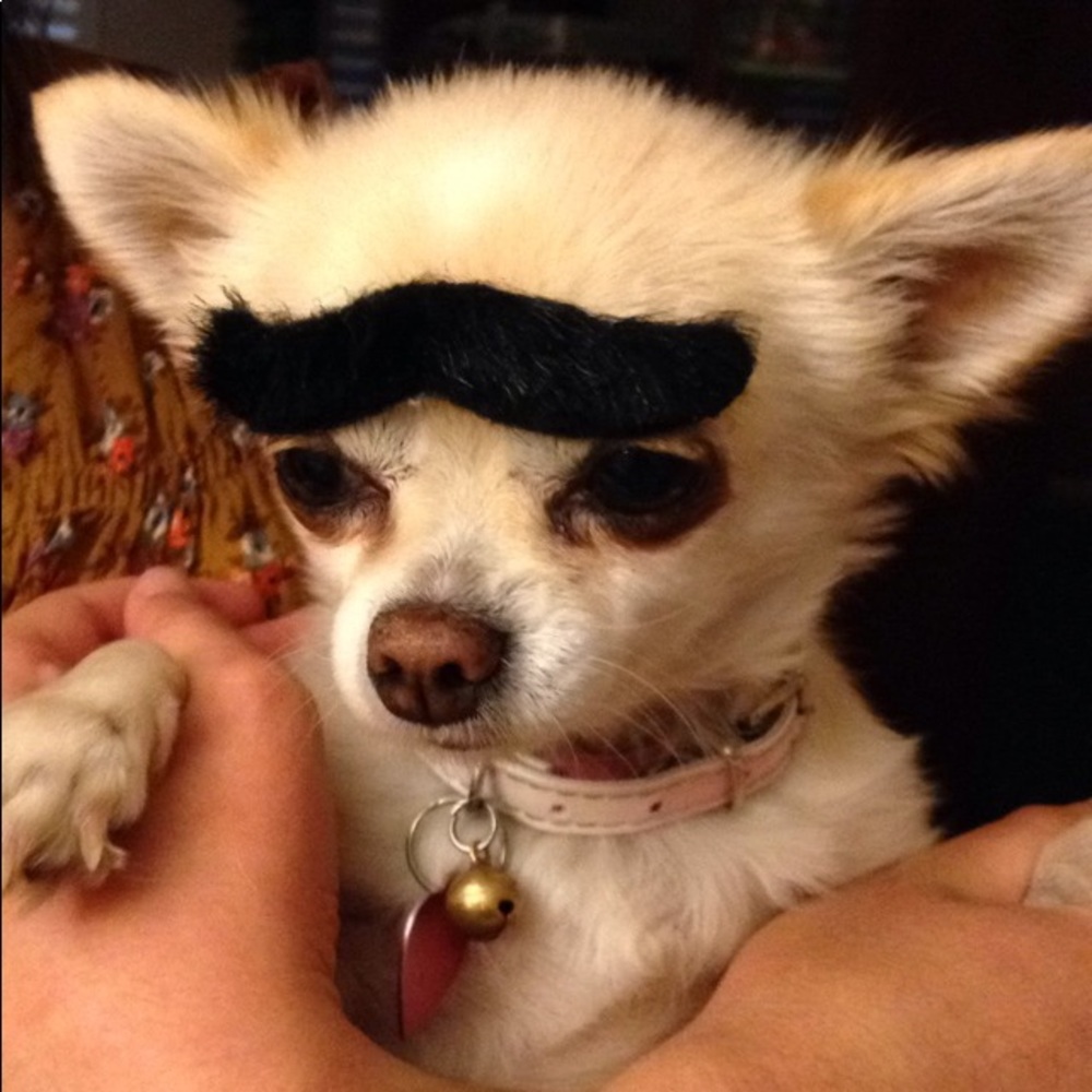 Meet your Posher, Lisa